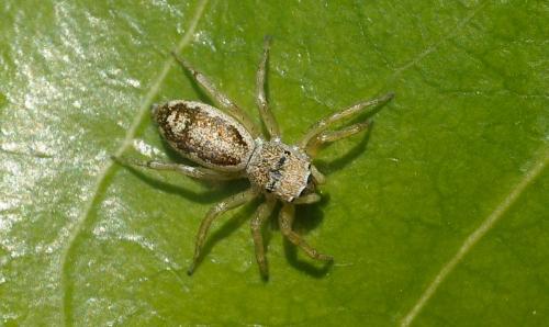 Cosmophasis lami